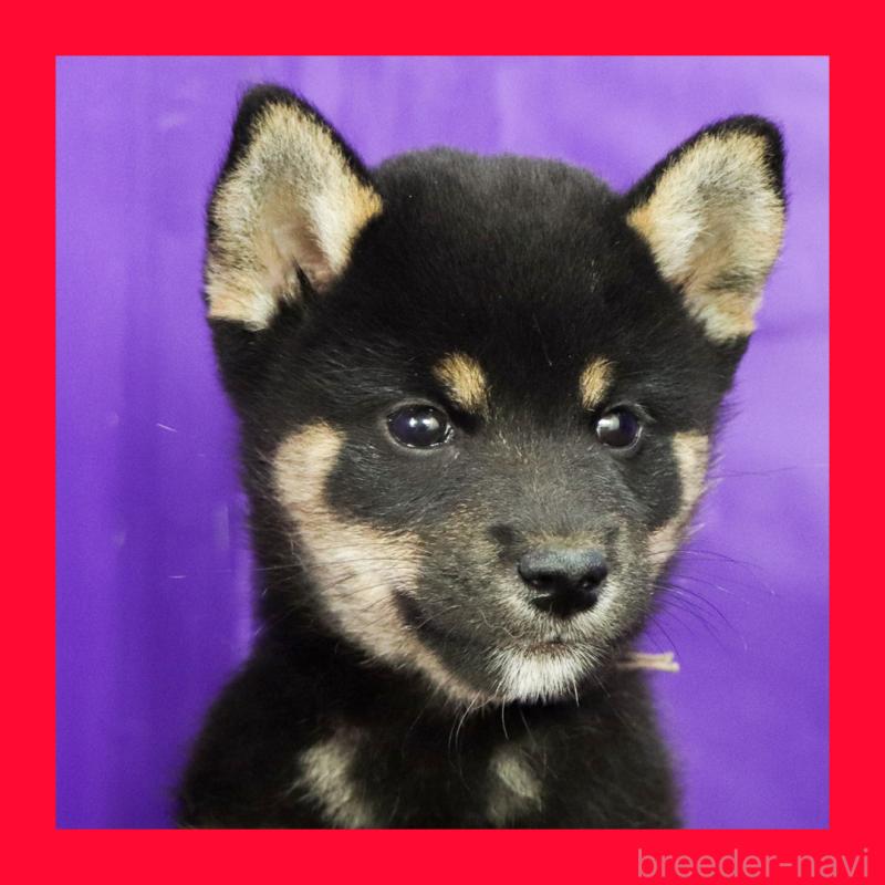 販売中の愛知県の柴犬-407006の1枚目